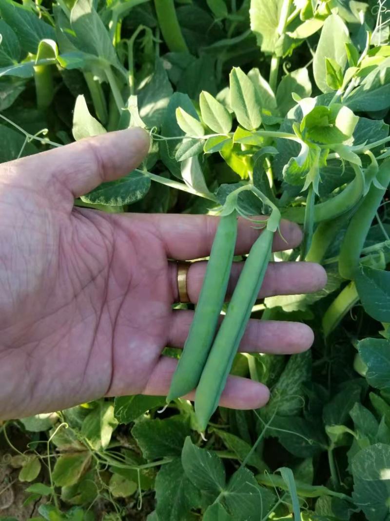 豌豆荚