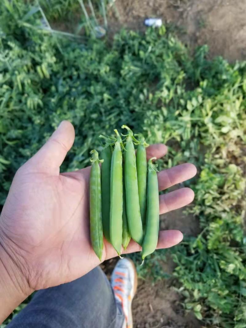 豌豆荚