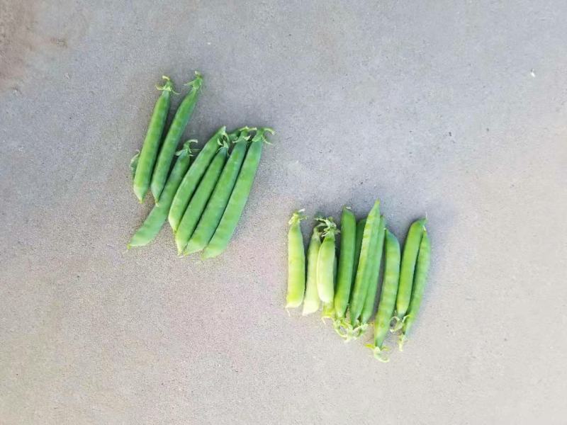 豌豆荚