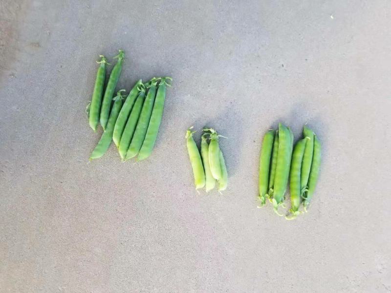 豌豆荚
