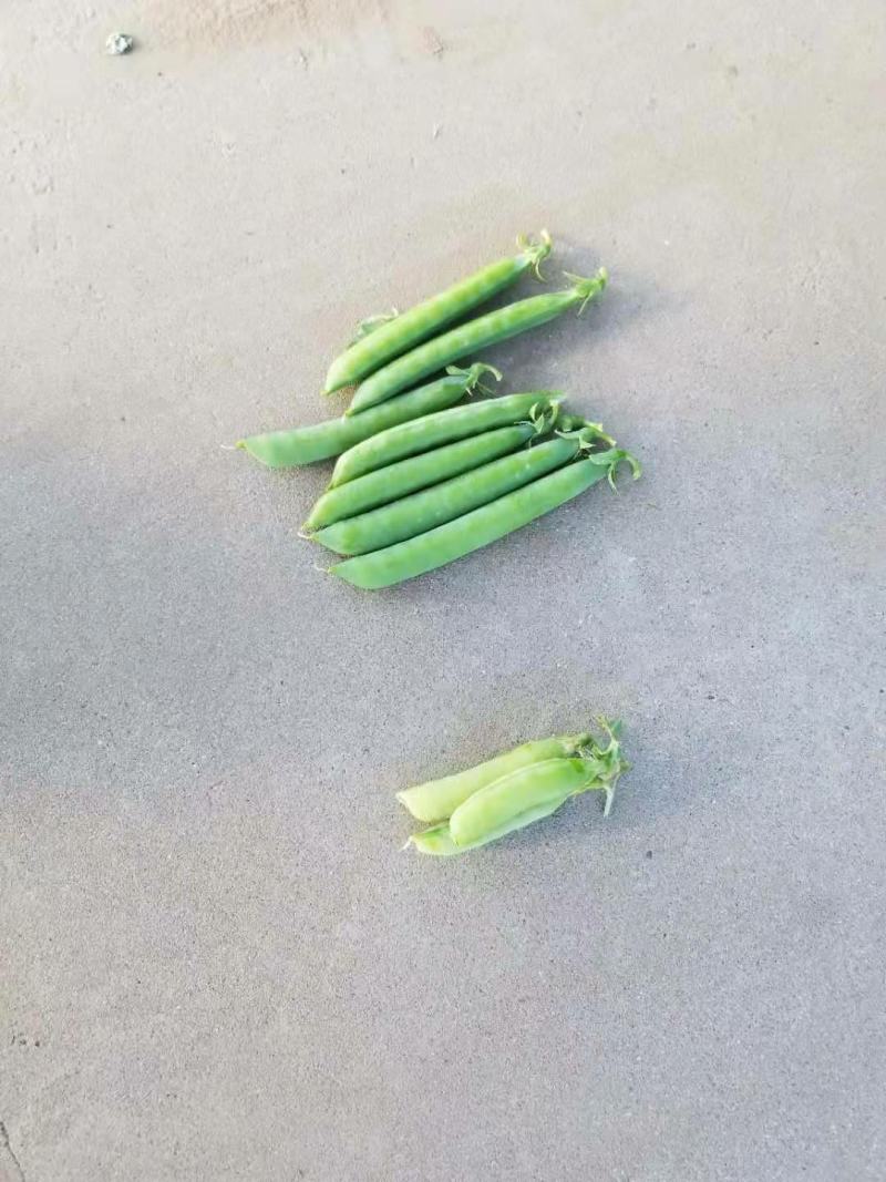 豌豆荚