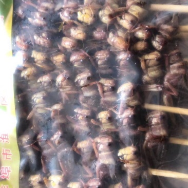 蚌埠市蚂蚱东亚飞蝗蝗虫串蚂蚱串烧烤油炸专用