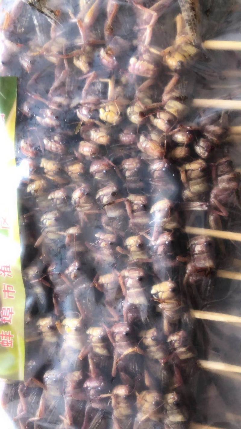 蚌埠市蚂蚱东亚飞蝗蝗虫串蚂蚱串烧烤油炸专用