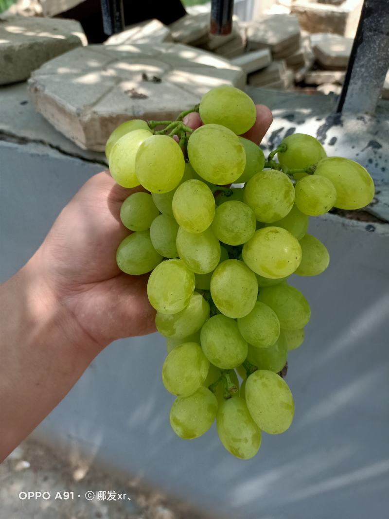 葡萄