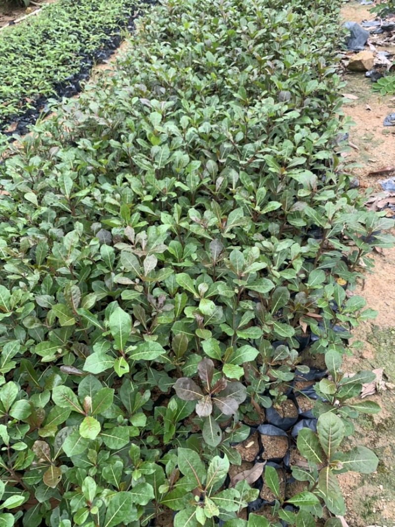 小叶榄仁园林绿化小苗苗圃现货支持视频代发