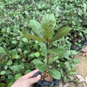 小叶榄仁园林绿化小苗苗圃现货支持视频代发