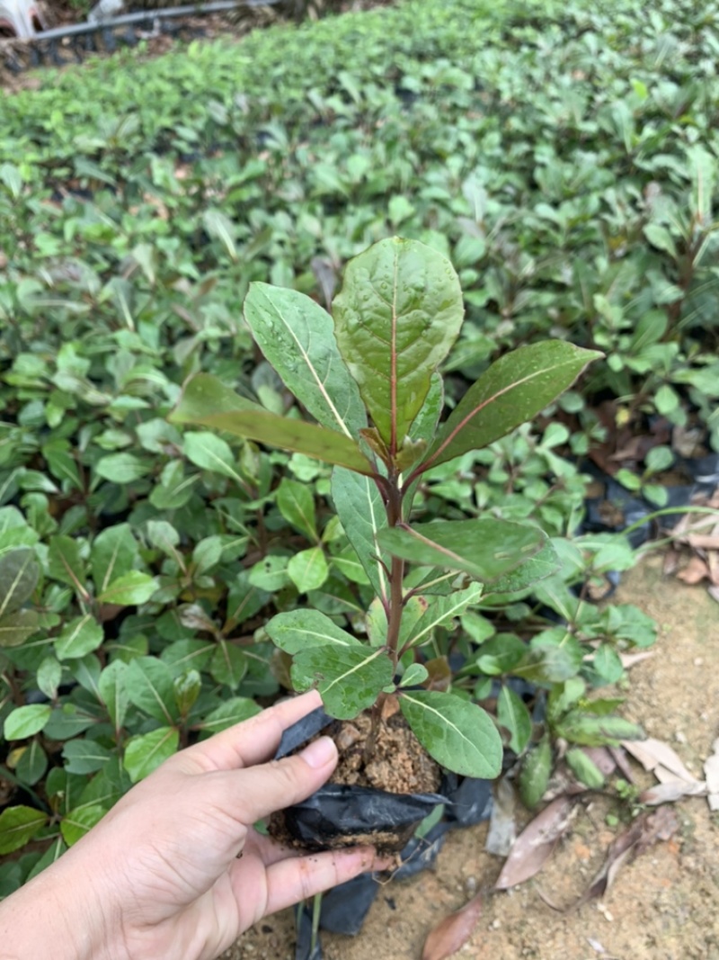 小叶榄仁园林绿化小苗苗圃现货支持视频代发