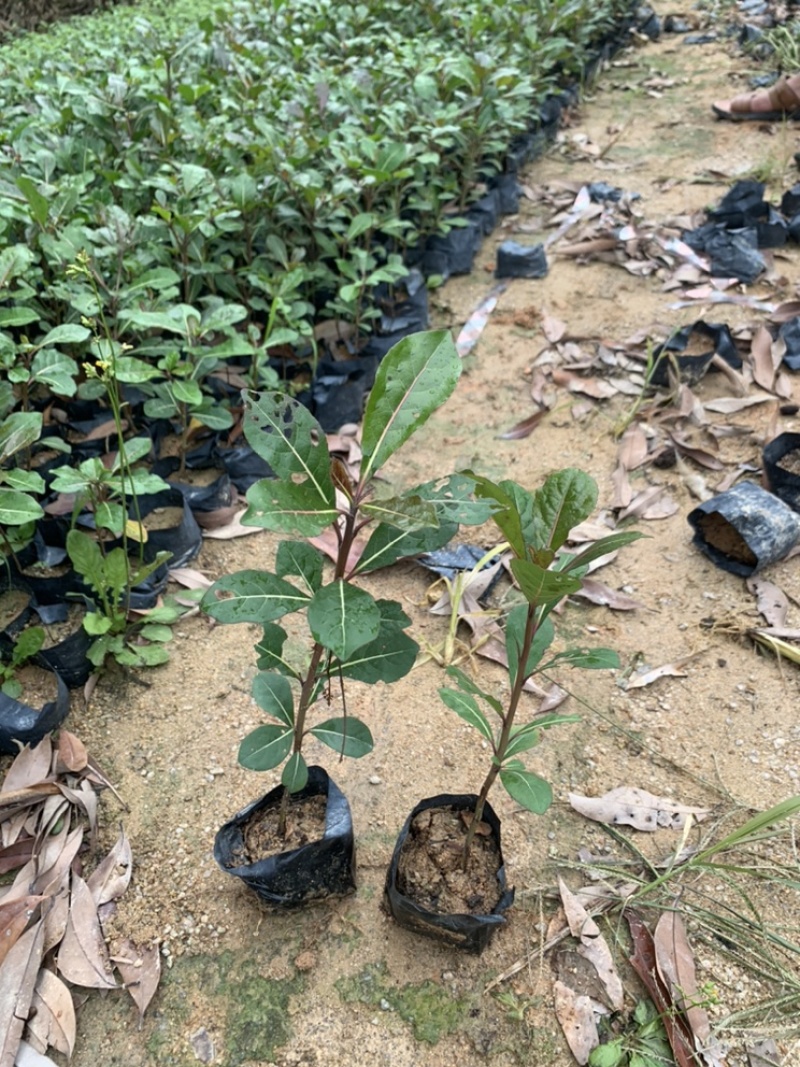 小叶榄仁园林绿化小苗苗圃现货支持视频代发