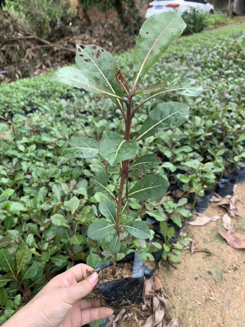 小叶榄仁园林绿化小苗苗圃现货支持视频代发