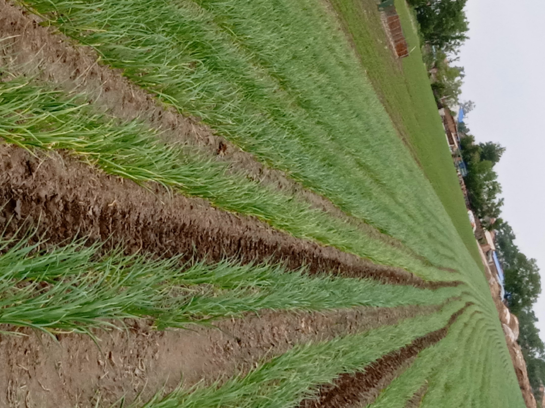 展示一片绿油油的蒜苗种植基地,整齐划一的田块与远处的运输车辆形成鲜明对比 蒜苗种植基地全景