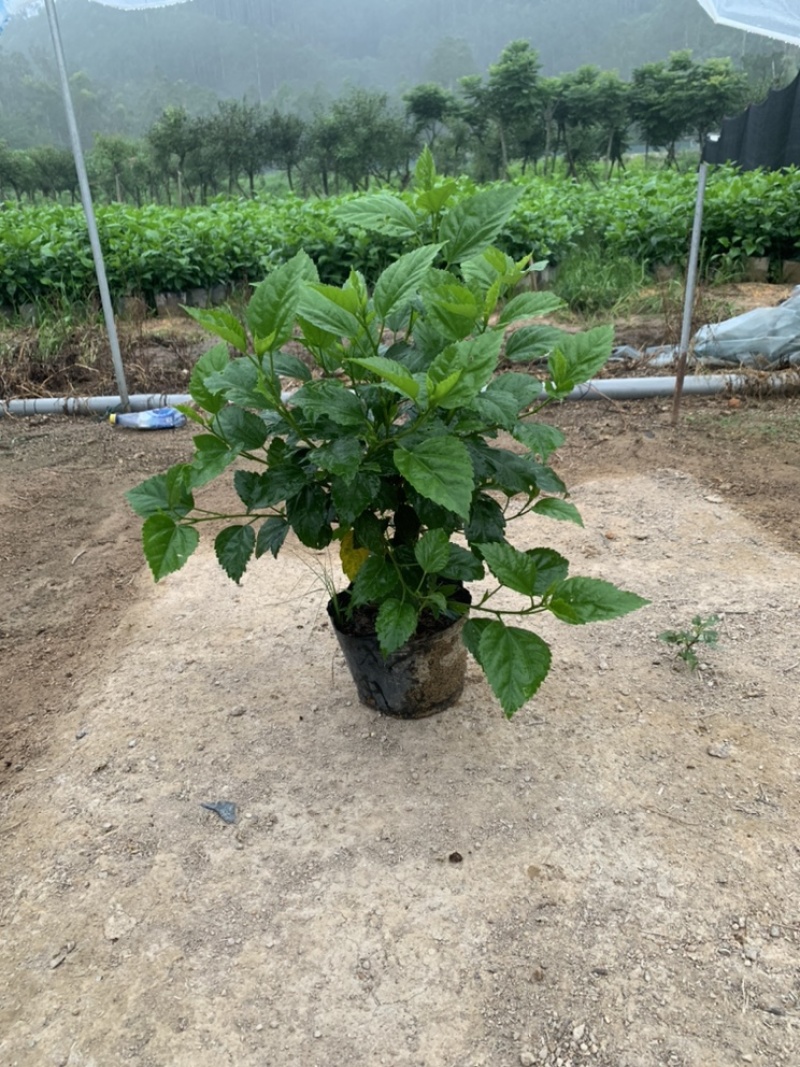 大红花青叶扶桑扶桑基地常年种植供应