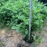 大红花青叶扶桑扶桑基地常年种植供应