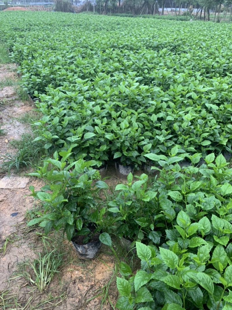 大红花青叶扶桑扶桑基地常年种植供应