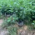 大红花青叶扶桑扶桑基地常年种植供应