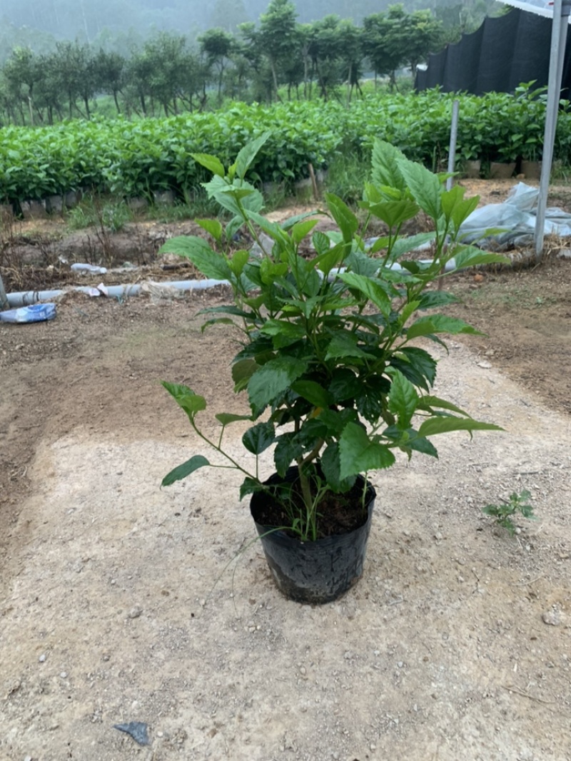 大红花青叶扶桑扶桑基地常年种植供应