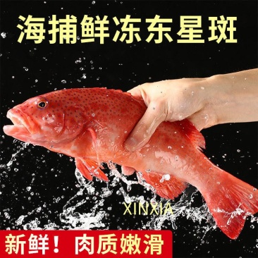 深海燕尾东星斑500-600g石斑鱼深海鲜活速冻新鲜