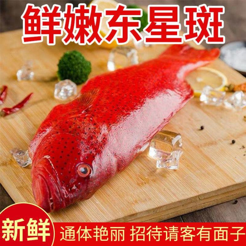 深海燕尾东星斑500-600g石斑鱼深海鲜活速冻新鲜