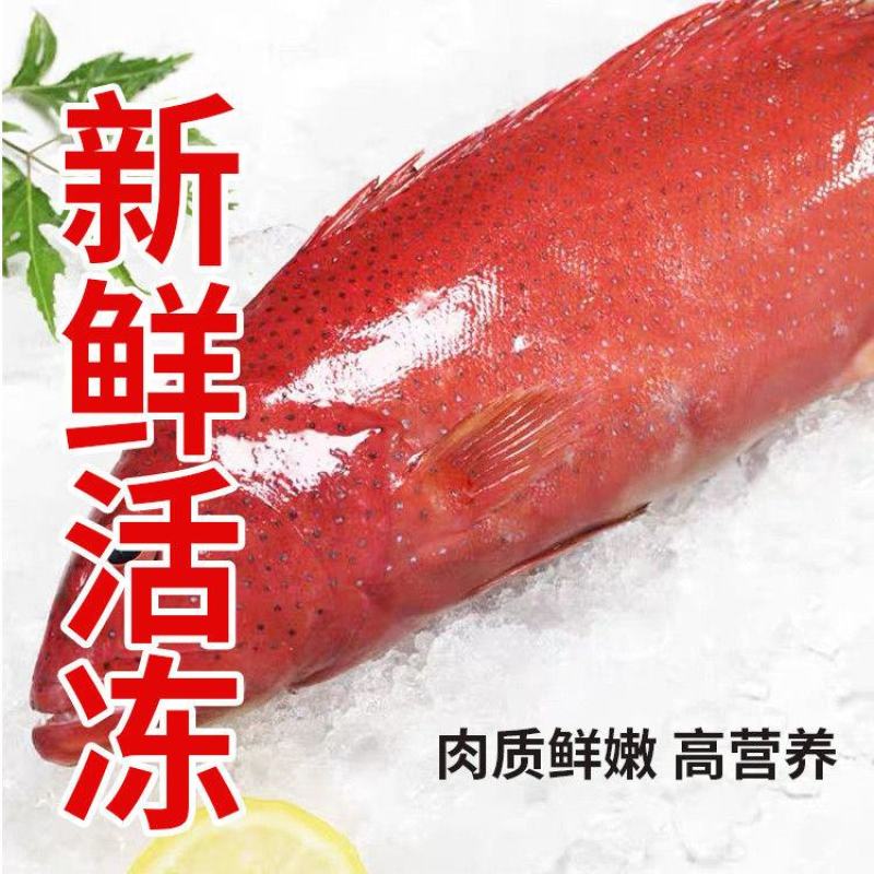 深海燕尾东星斑500-600g石斑鱼深海鲜活速冻新鲜