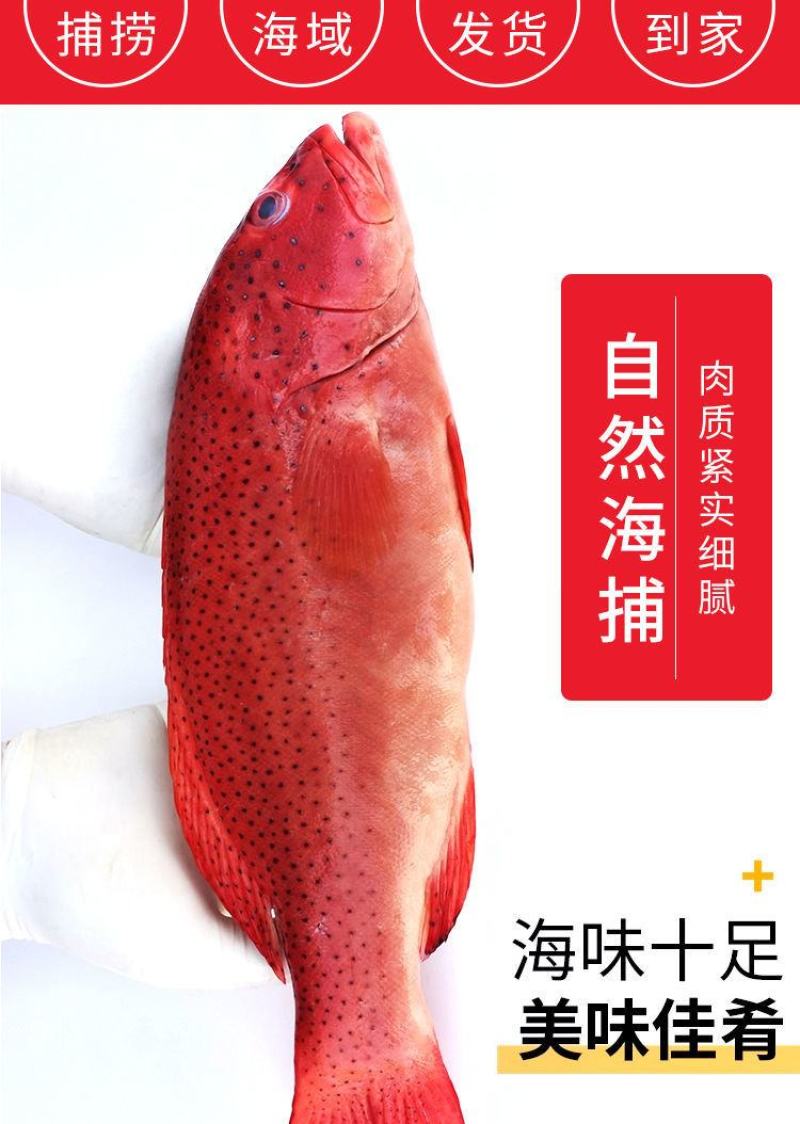 深海燕尾东星斑500-600g石斑鱼深海鲜活速冻新鲜