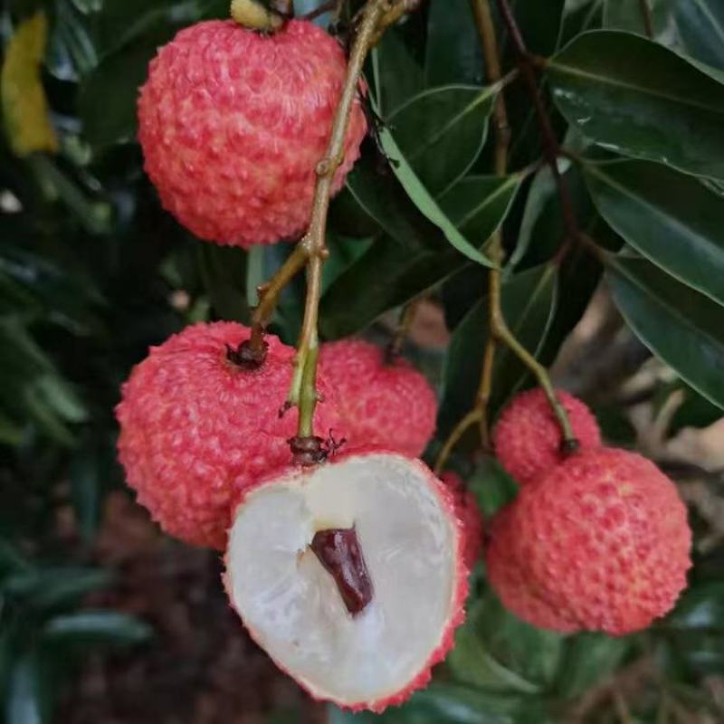 桂味荔枝