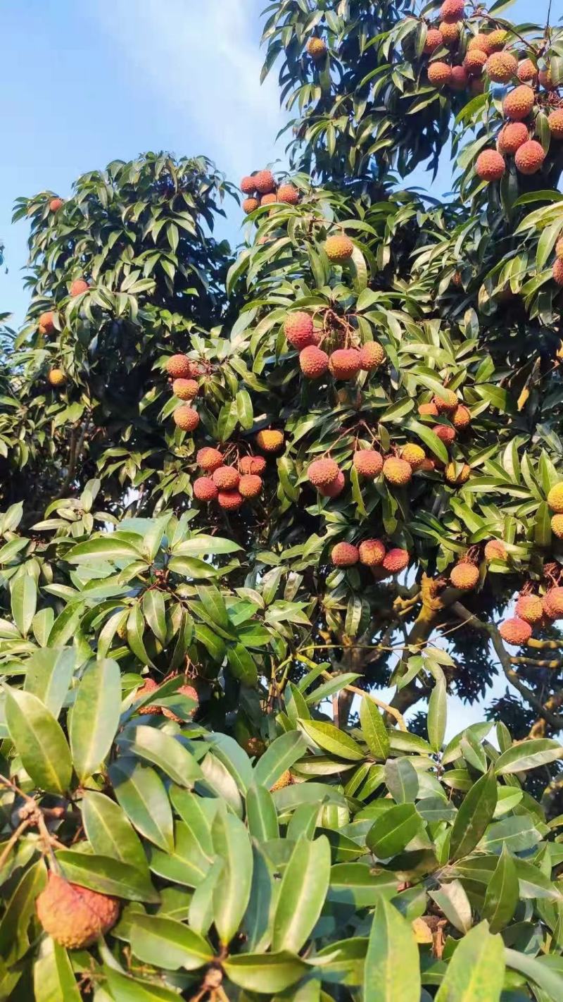 桂味荔枝