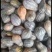 香芋南瓜小南瓜带香芋味南瓜横县香芋小南瓜