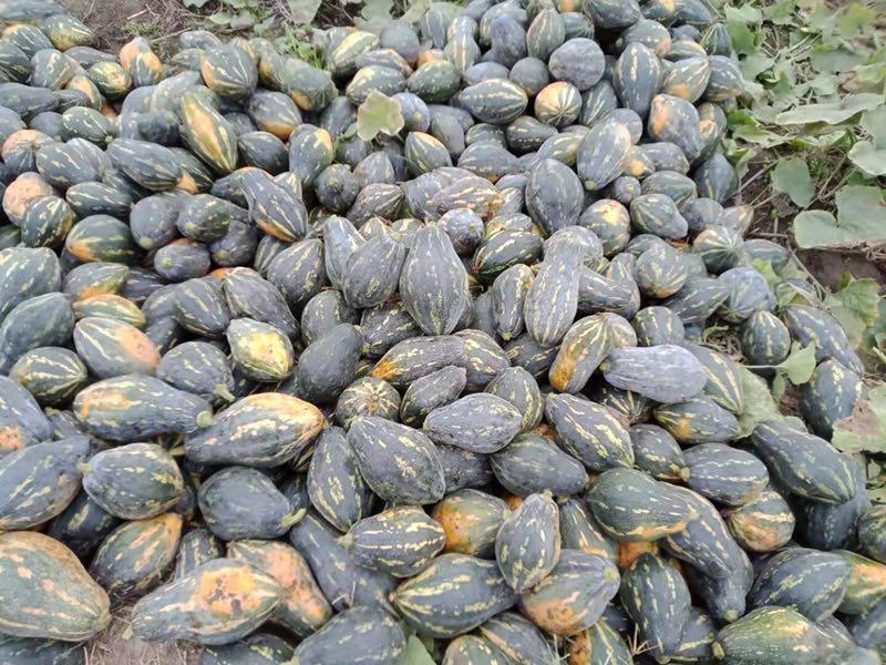 香芋南瓜小南瓜带香芋味南瓜横县香芋小南瓜