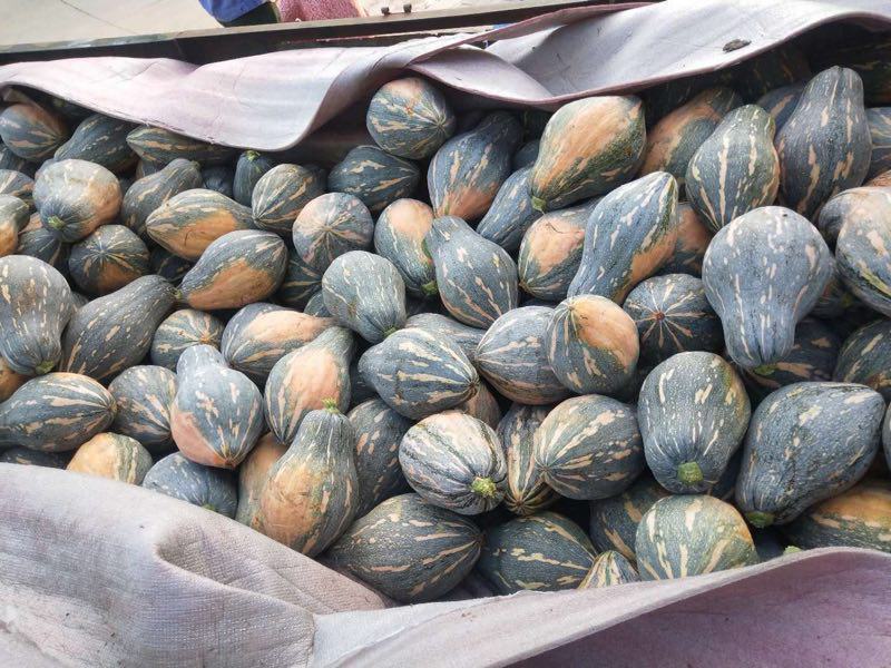 香芋南瓜小南瓜带香芋味南瓜横县香芋小南瓜