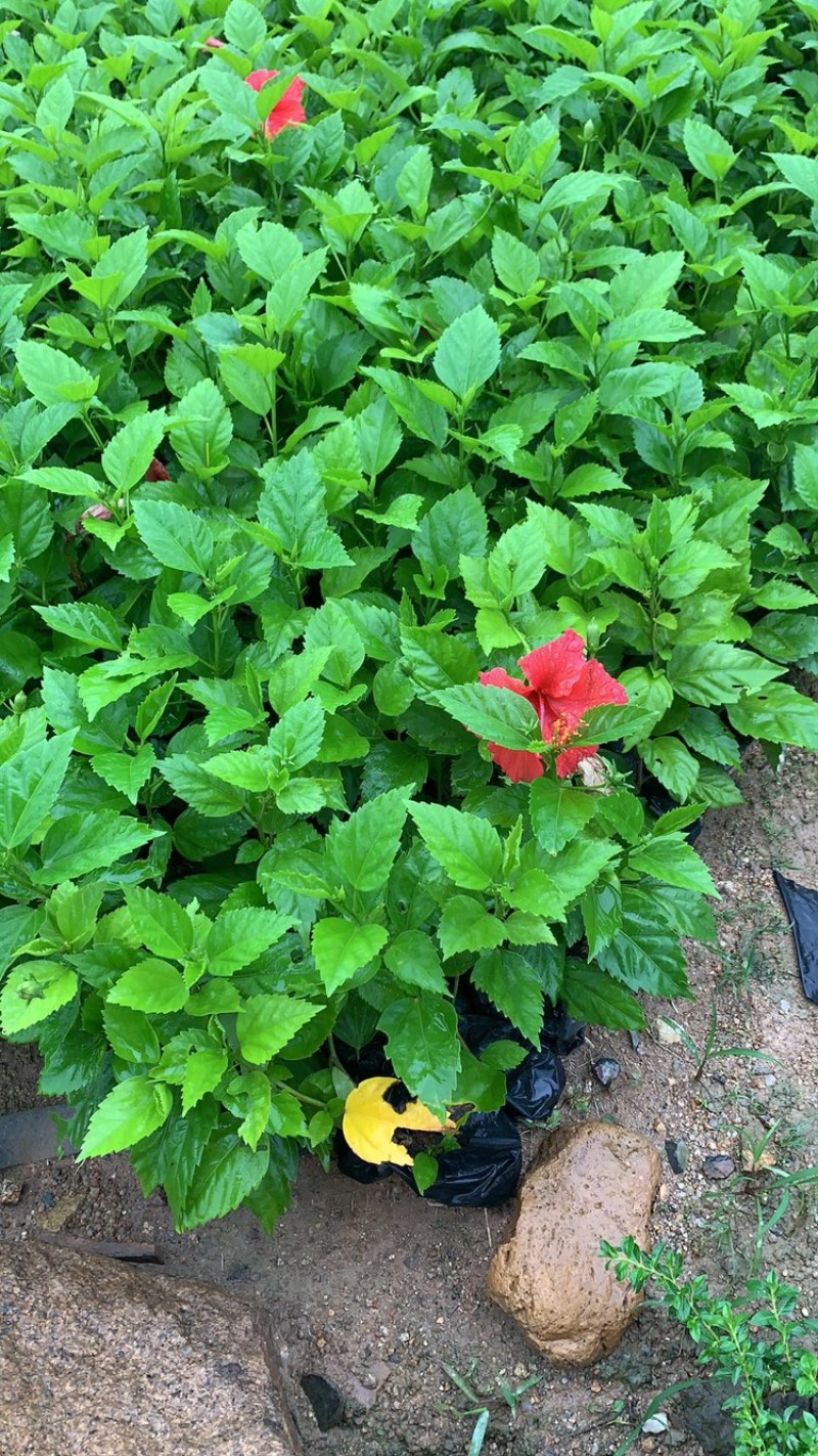 大红花青叶扶桑扶桑基地常年种植供应