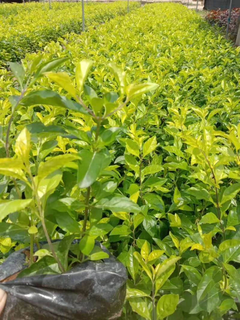 黄金叶黄素梅黄叶假连翘提供视频看货代发全国