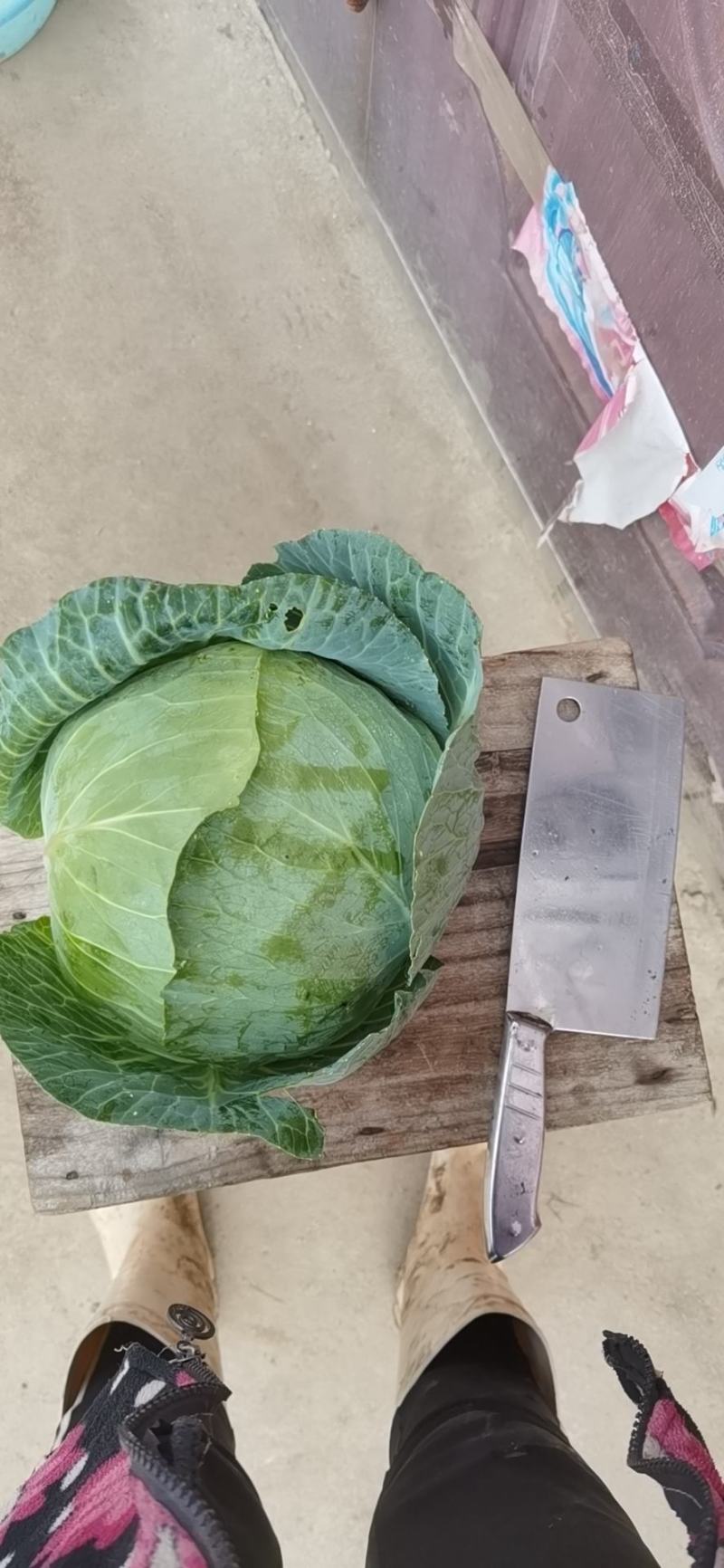 包菜
