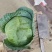 包菜