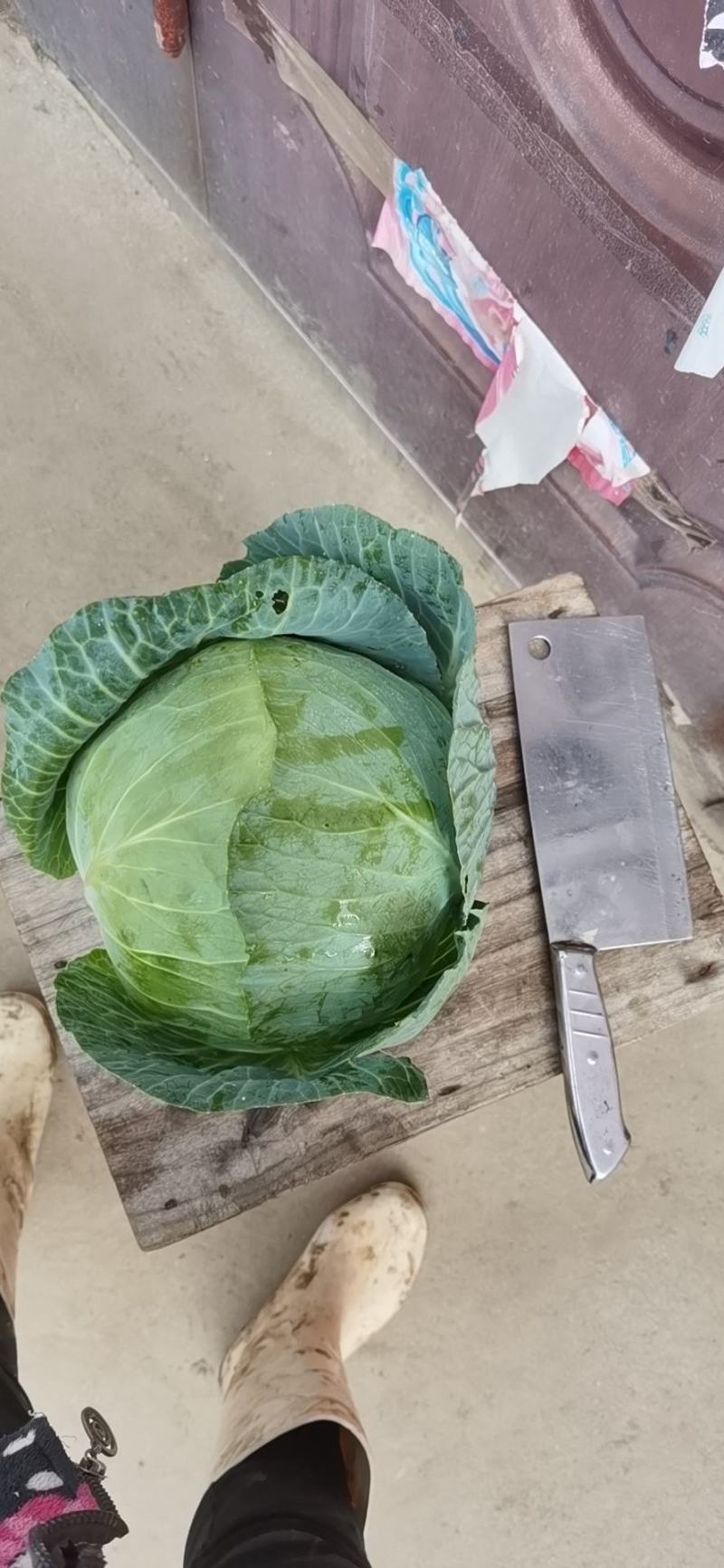 包菜