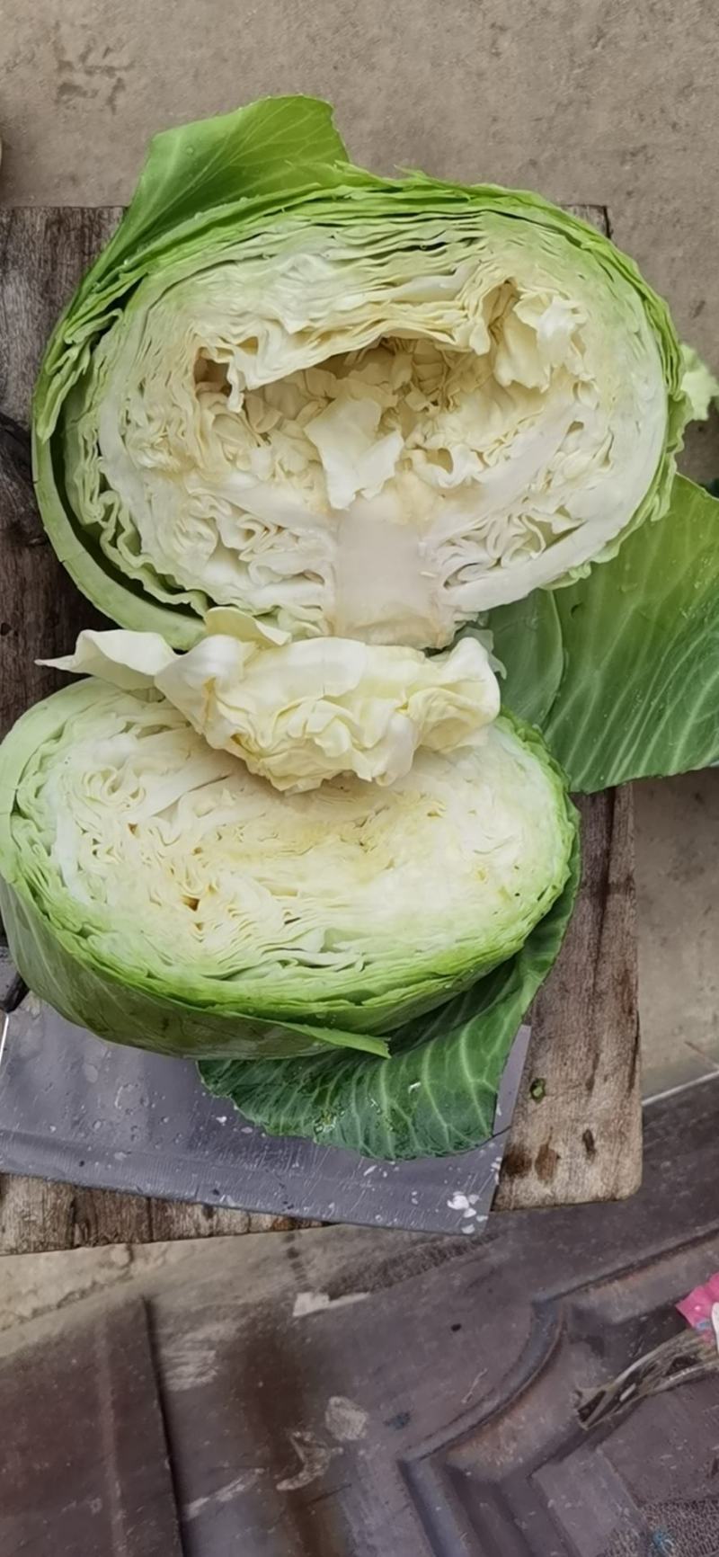 包菜