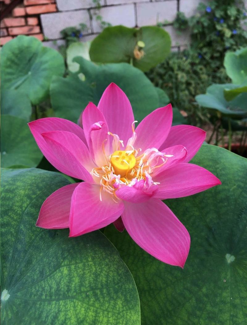 野生荷花苗大中小型荷花古代红莲碗莲签合同保成活