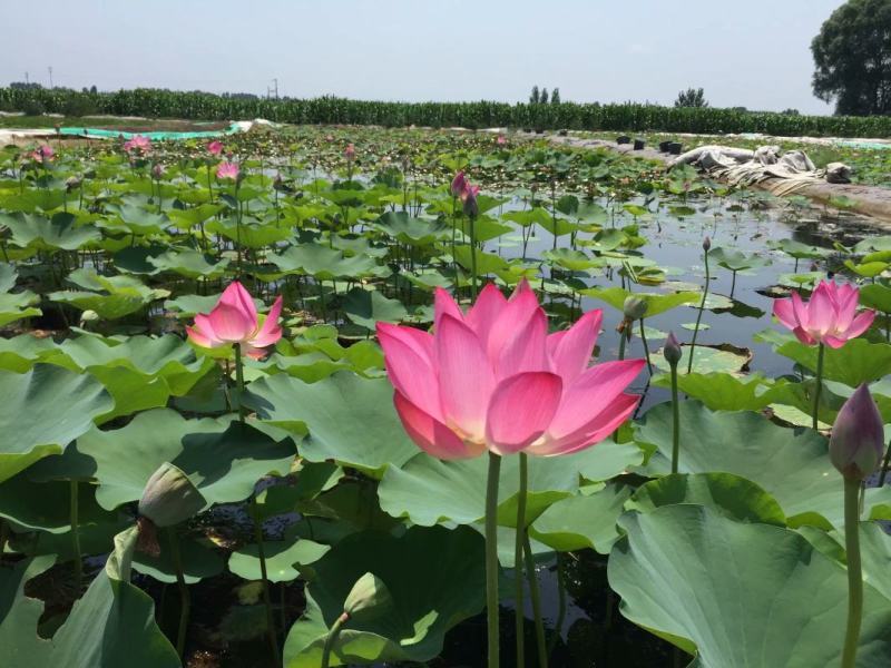 野生荷花苗大中小型荷花古代红莲碗莲签合同保成活