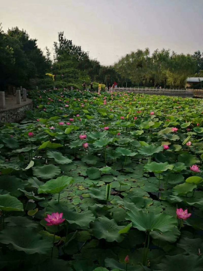 野生荷花苗大中小型荷花古代红莲碗莲签合同保成活