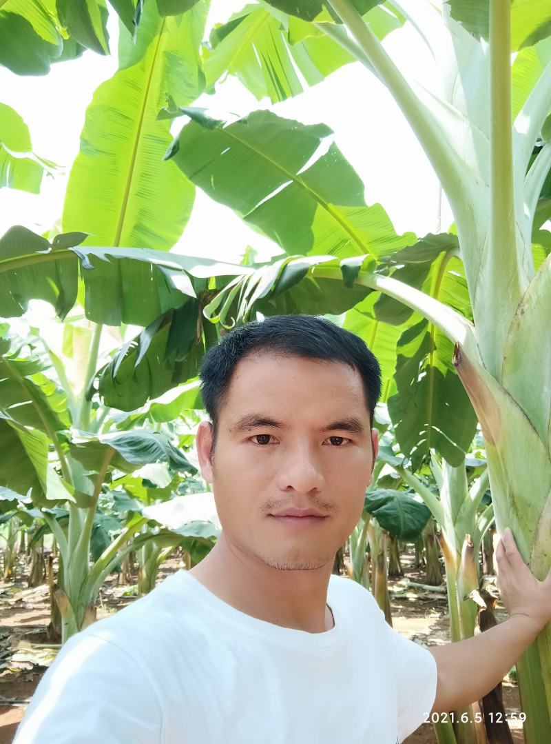 广西农科院直销脱毒香蕉苗西贡蕉苗皇帝蕉苗红香蕉苗