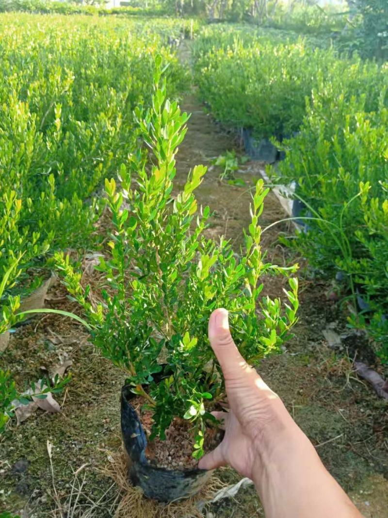 雀舌黄杨可以造型盆景树