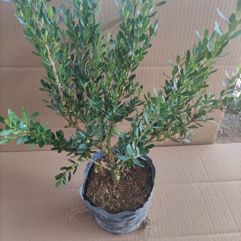 雀舌黄杨可以造型盆景树
