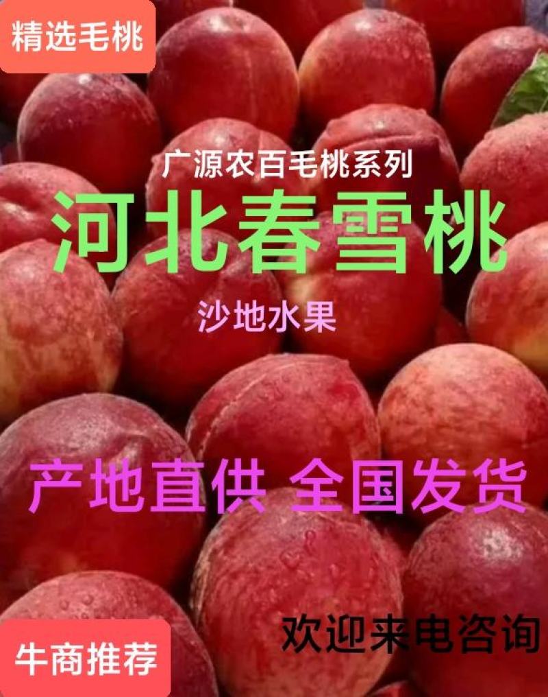 河北[毛桃]春雪上市，沙地水果[甜]产地直供可大量供应