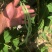 无筋豆，架豆王，精品无筋豆，量大从优，欢迎选购咨询