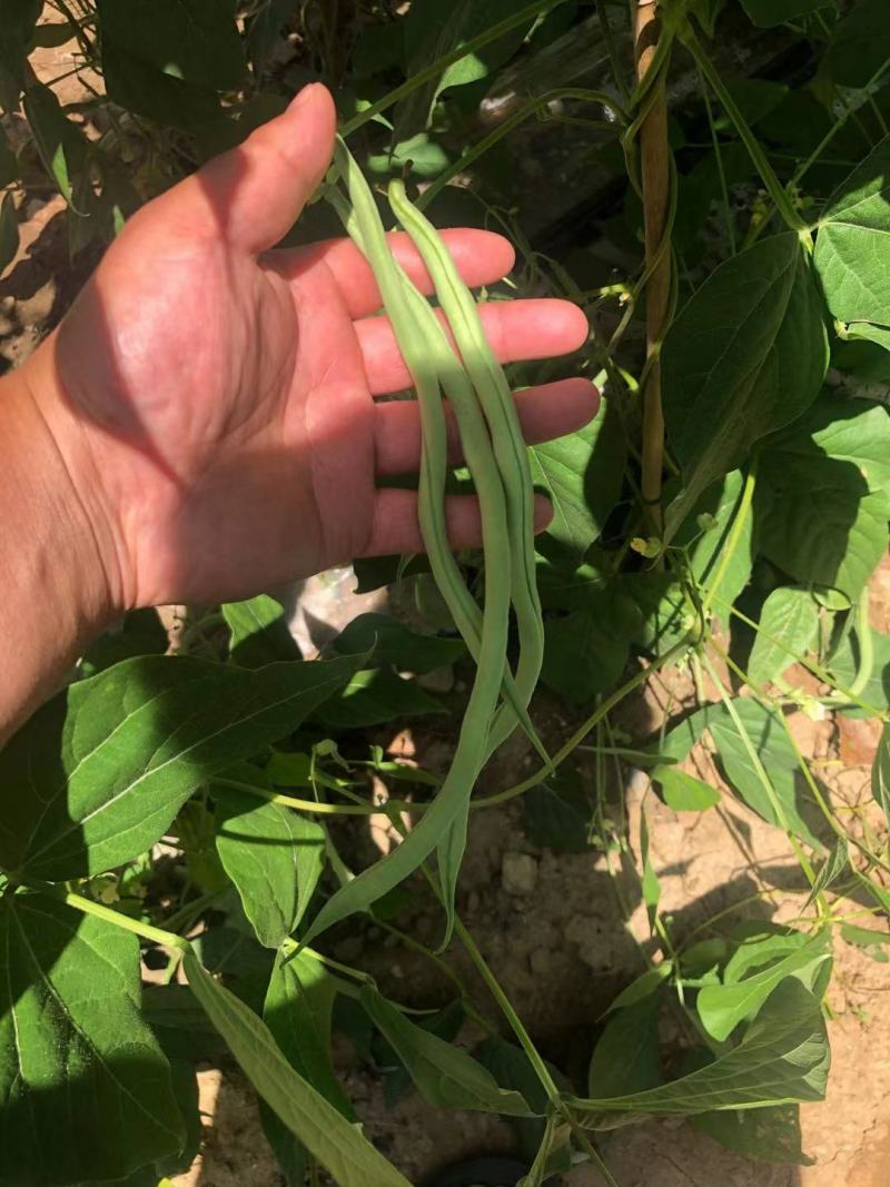 无筋豆，架豆王，精品无筋豆，量大从优，欢迎选购咨询