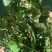 无筋豆，架豆王，精品无筋豆，量大从优，欢迎选购咨询