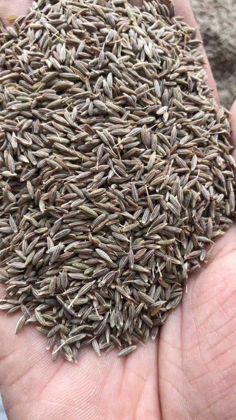 孜然孜然特级孜然，一手货源量大从优，烧烤必备，味浓味香