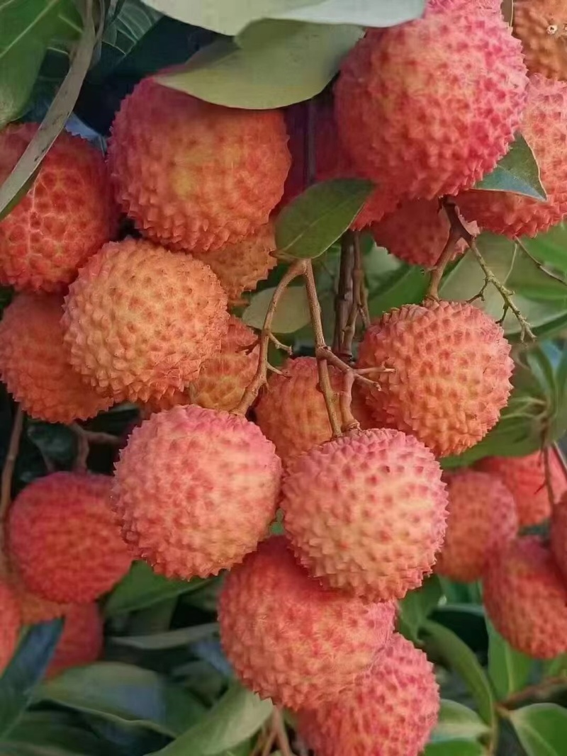 品种：桂味，特点：肉厚、多汁、核小，产地：茂名