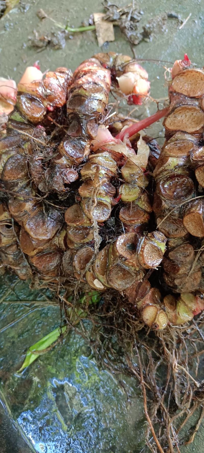 岩蜈蚣，血蜈蚣，蜈蚣七。有需联系我。