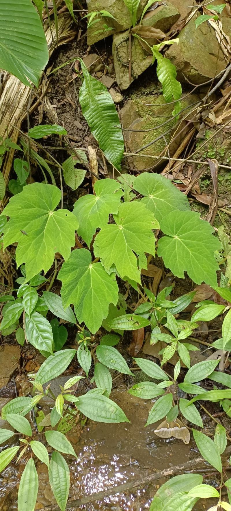 岩蜈蚣，血蜈蚣，蜈蚣七。有需联系我。