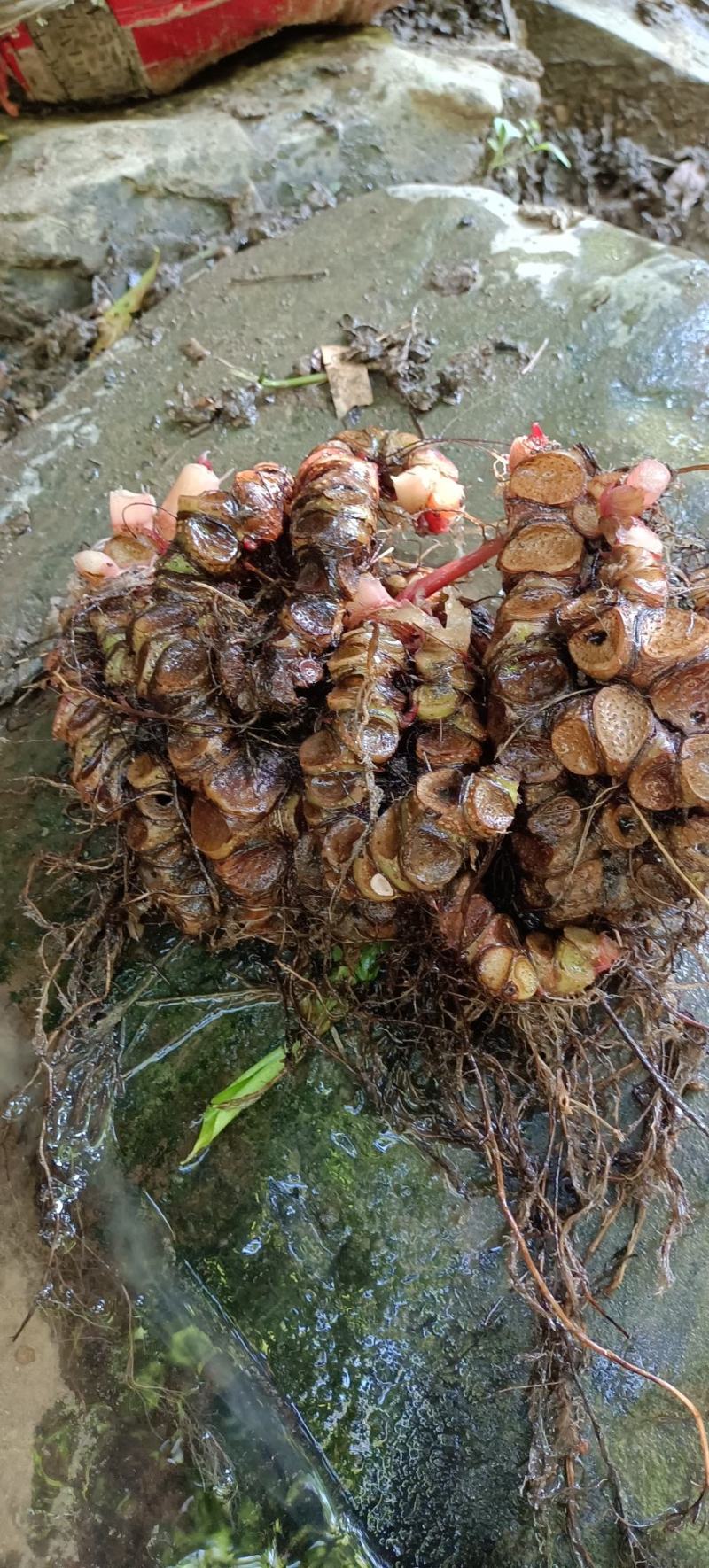 岩蜈蚣，血蜈蚣，蜈蚣七。有需联系我。