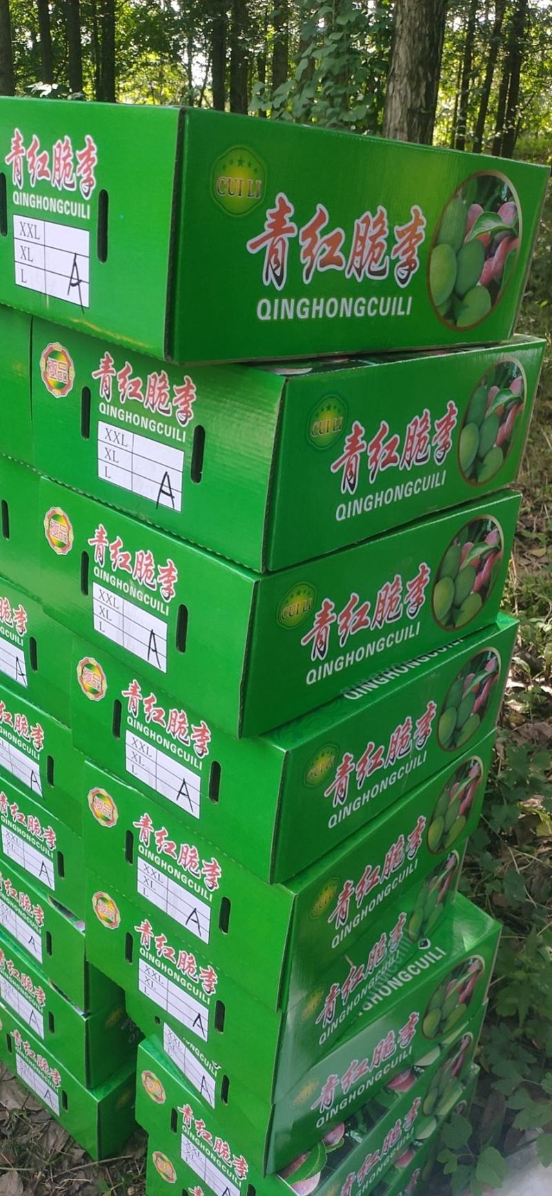 精品五月脆产地四川对接市场社区电商产区千万斤